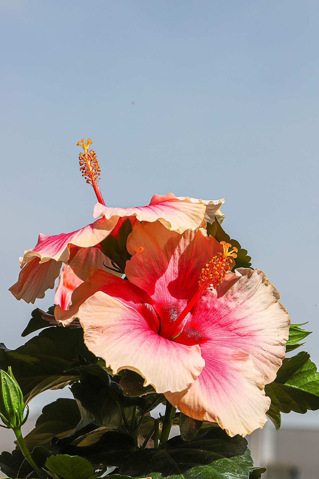 fiore