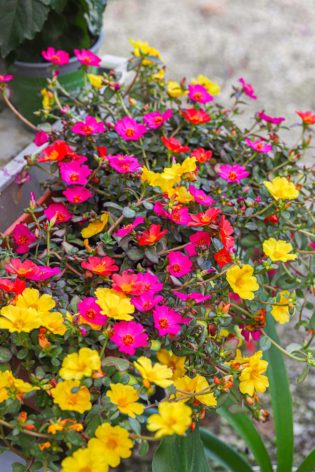 fiori vivaio