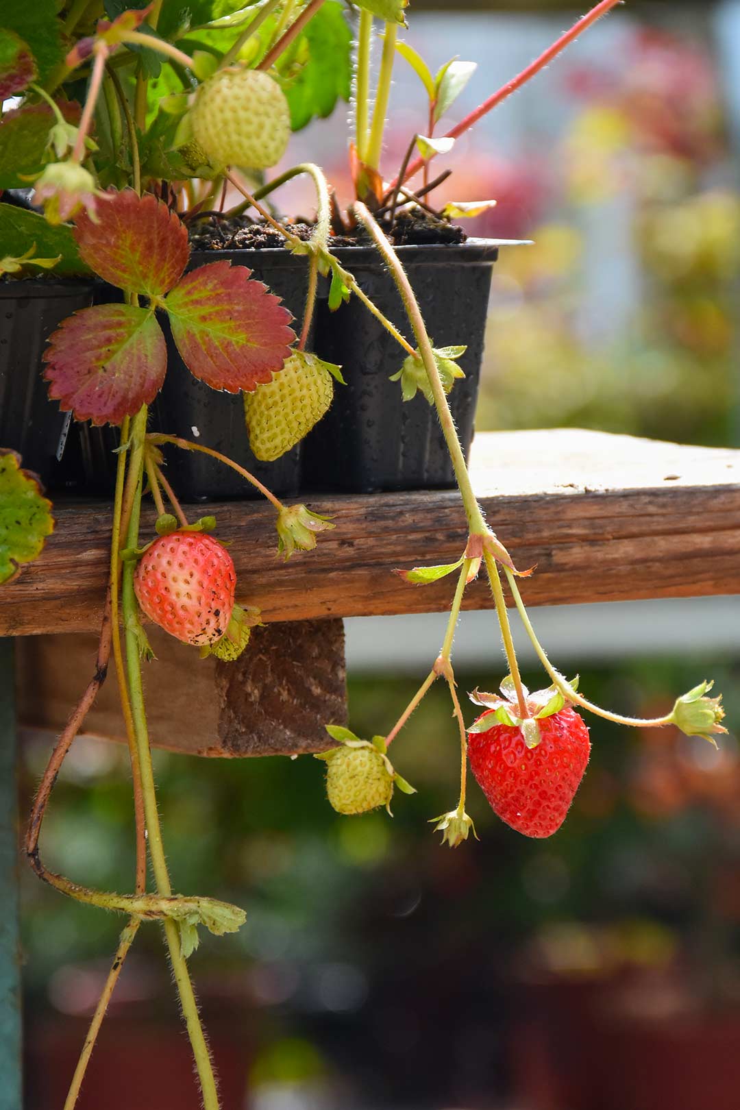 piantine fragole vivaio