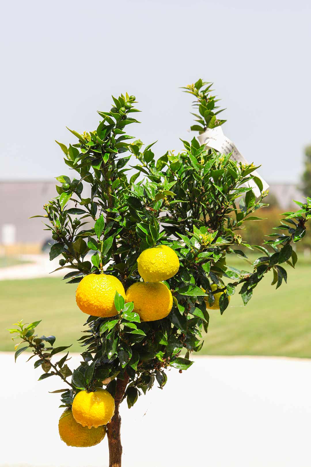 pianta limoni