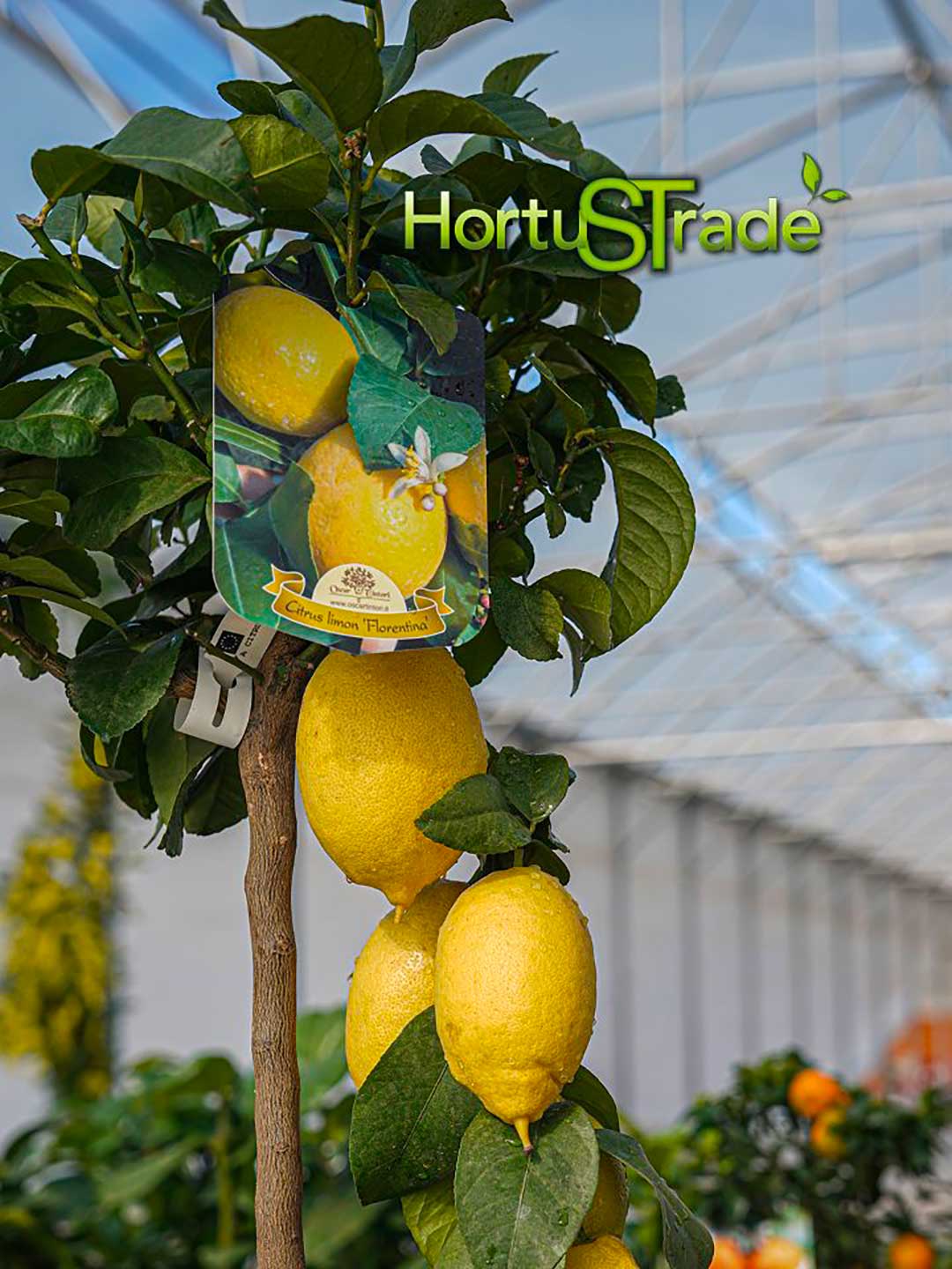 pianta limoni