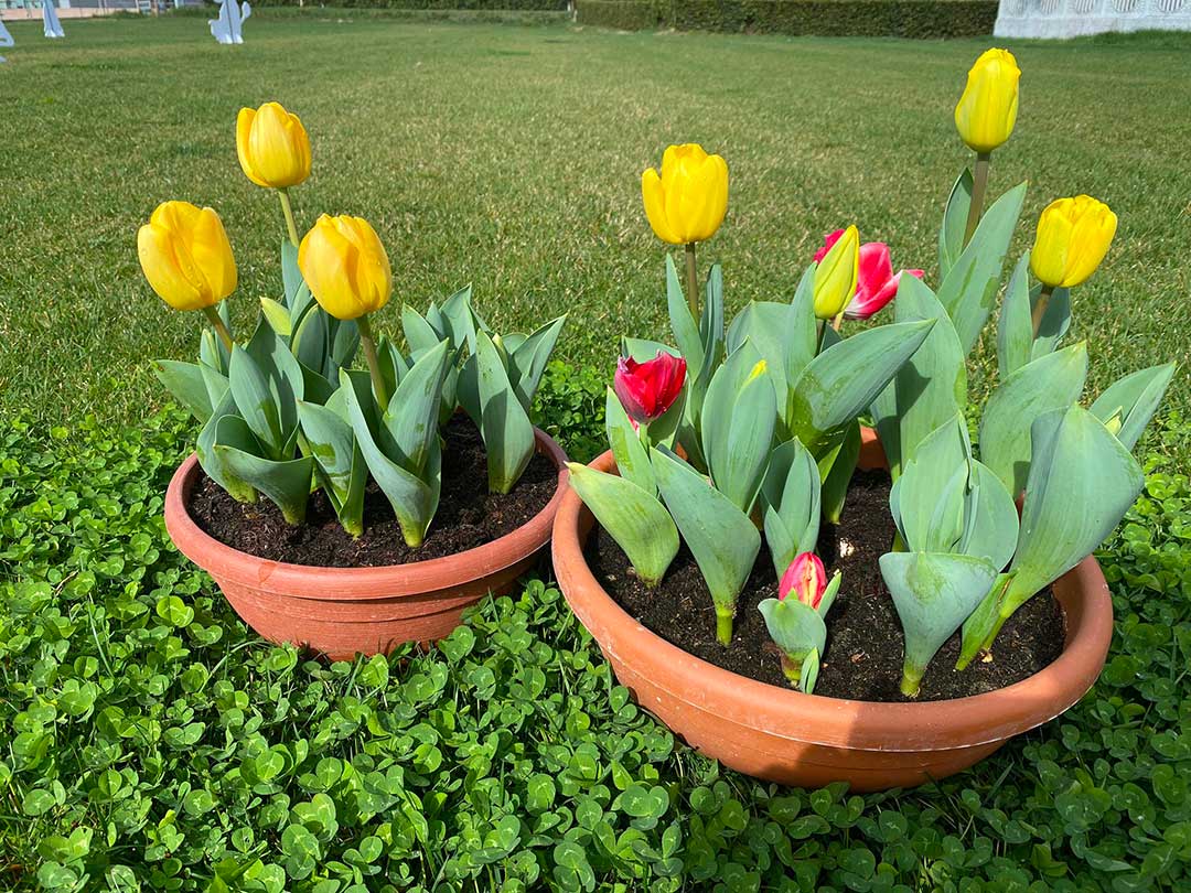 bicicletta con fiori